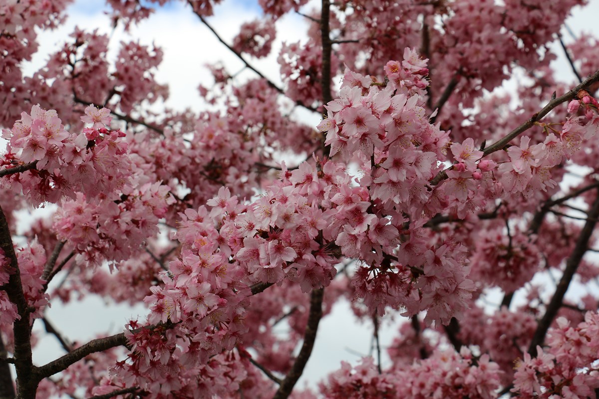 Prunus Campanulatus Pink Cloud (9).jpg